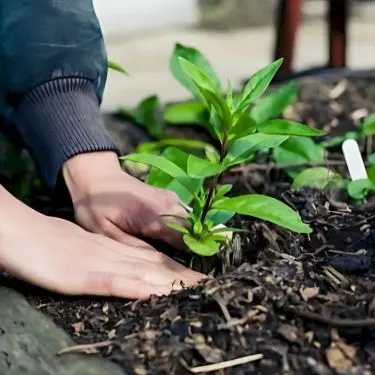 Den hurtige oversigt: Plantevejledninger